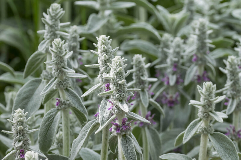 Stachys byzantina Silver Carpet