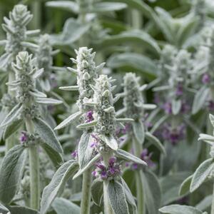 Stachys byzantina Silver Carpet