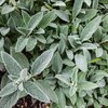 Stachys byzantina Silver Carpet