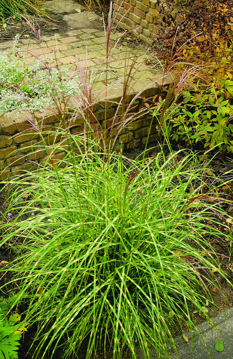 Miscanthus sinensis Little Zebra ®