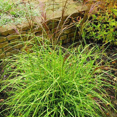 Miscanthus sinensis Little Zebra ®