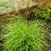 Miscanthus sinensis Little Zebra ®