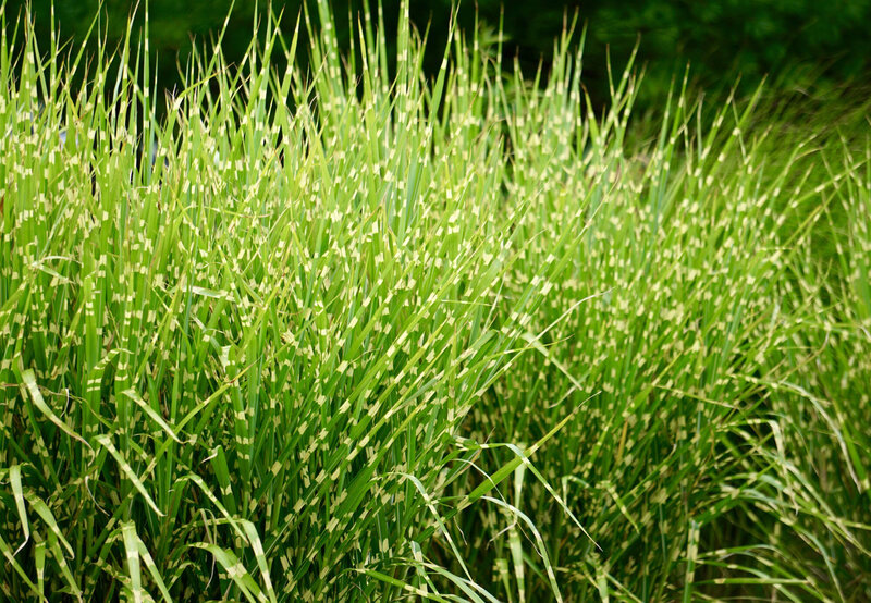 Miscanthus sinensis Little Zebra ®