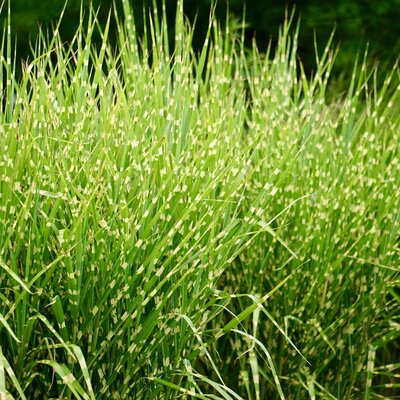 Miscanthus sinensis Little Zebra ®