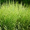 Miscanthus sinensis Little Zebra ®