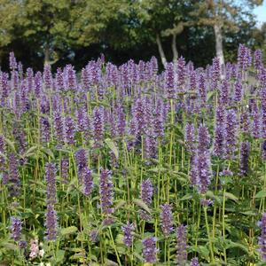 Agastache rugosa Black Adder