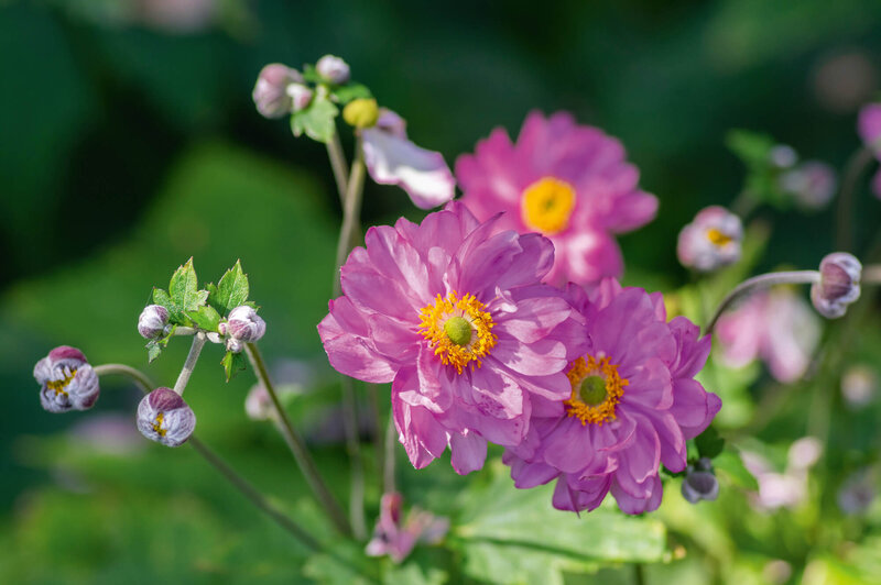 Anemone Japonica - Fall in Love Sweetly