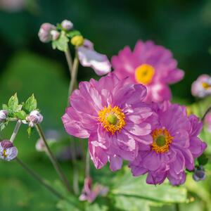Anemone Japonica - Fall in Love Sweetly