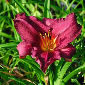 Hemerocallis x cultorum Summer Wine