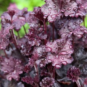 Heuchera x cultorum 'Plum Pudding'