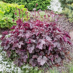 Heuchera x cultorum 'Plum Pudding'