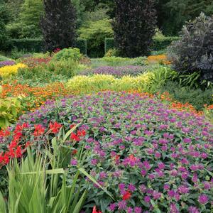 Monarda Fistulosa - Hybriden Blaustrumpf