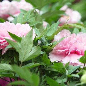 Paeonia Lactiflora - Hybriden Sarah Bernhardt