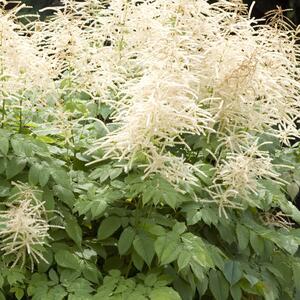 Aruncus aethusifolius 'Misty Lace'