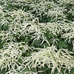 Aruncus aethusifolius 'Misty Lace'