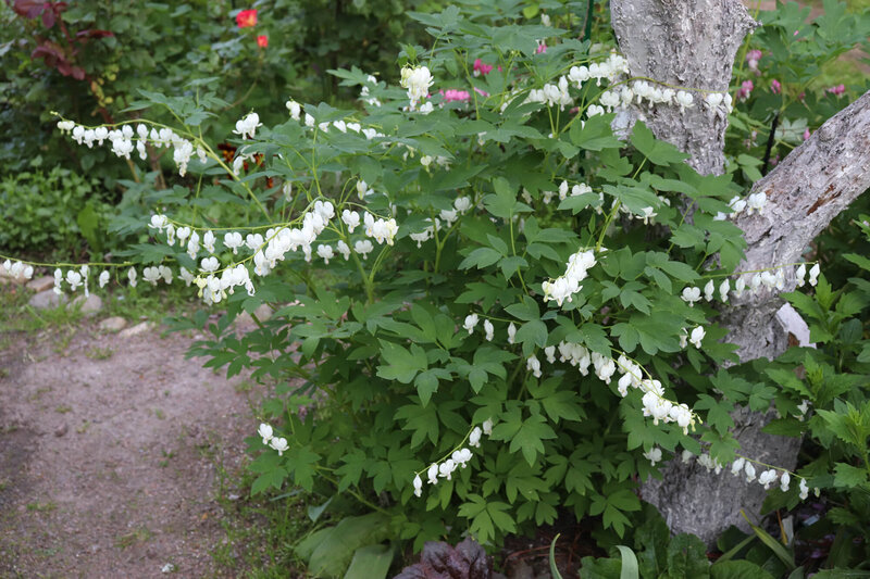 Dicentra spectabilis Alba