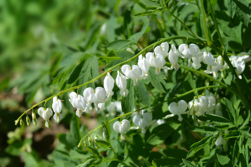 Dicentra spectabilis Alba