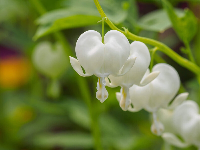 Dicentra spectabilis Alba