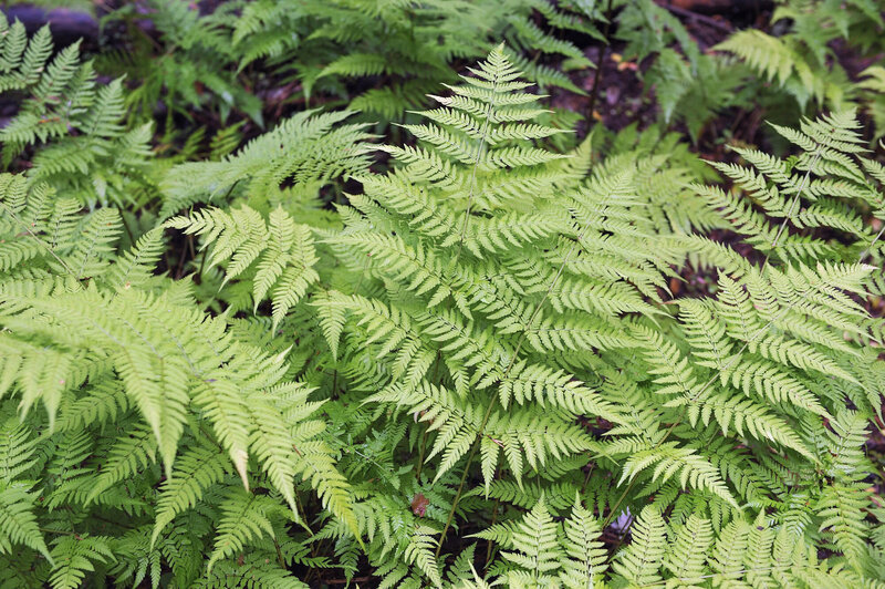 Dryopteris filix-mas