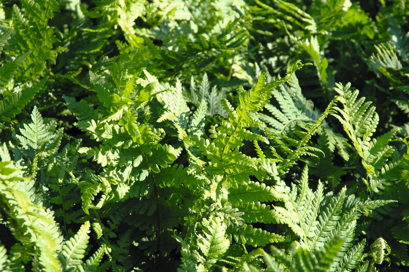 Dryopteris filix-mas