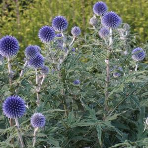 Echinops ritro
