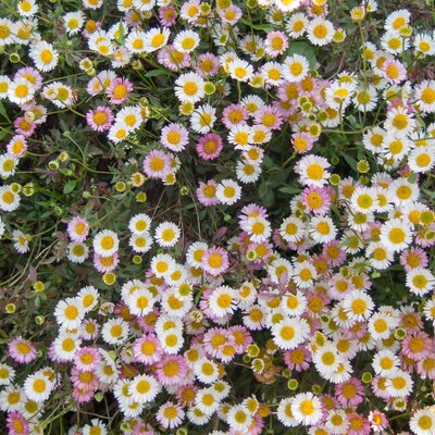 Erigeron karvinskianus Blütenmeer