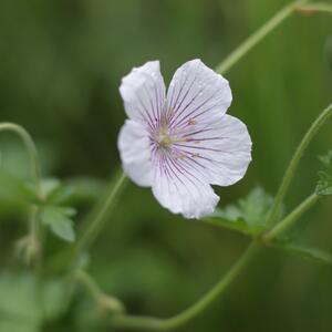 Geranium himalayense Derrick Cook