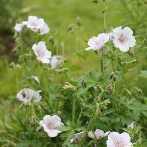 Geranium himalayense Derrick Cook