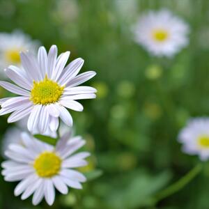 Kalimeris incisa Madiva