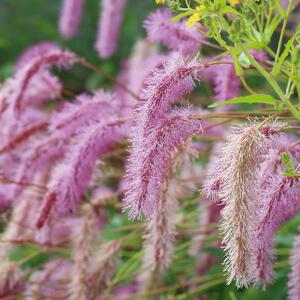 Sanguisorba hakusanensis Lilac Squirrel