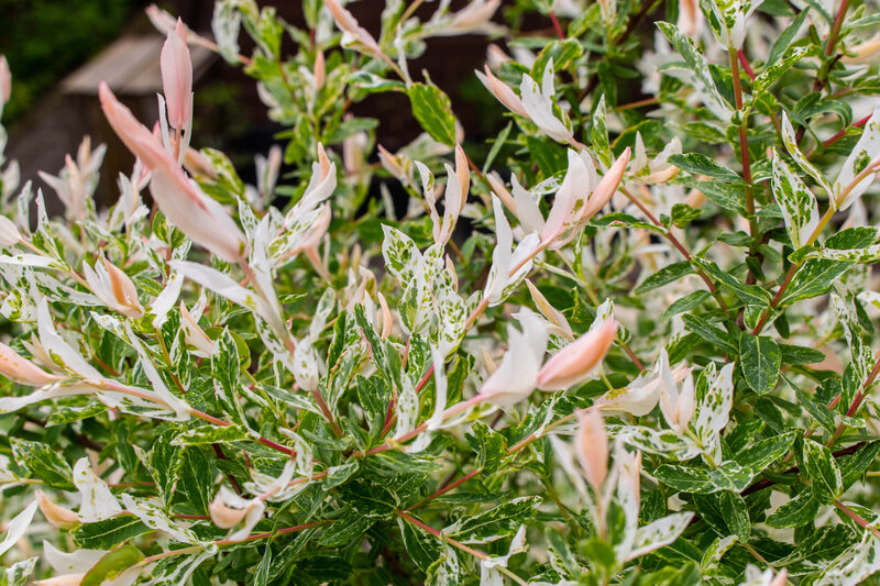 Salix integra Hakuro Nishiki