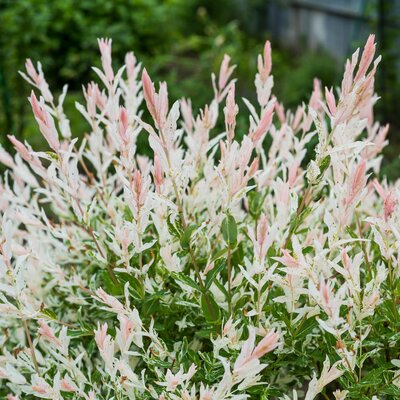 Salix integra Hakuro Nishiki