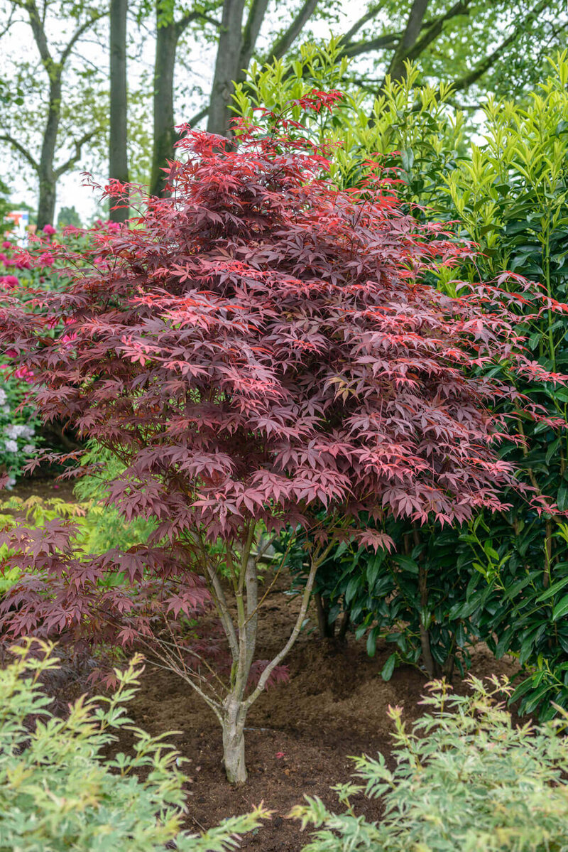 Acer palmatum Bloodgood