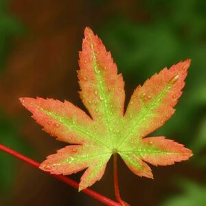 Acer palmatum 'Sangokaku'
