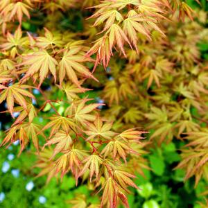 Acer palmatum 'Sangokaku'