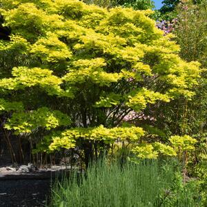Acer shirasawanum 'Jordan'