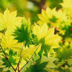 Acer shirasawanum 'Jordan'