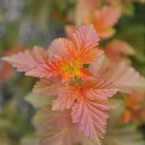 Physocarpus opulifolius 'Amber Jubilee'