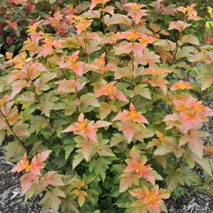 Physocarpus opulifolius 'Amber Jubilee'