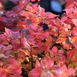 Spiraea japonica 'Double Play Big Bang'