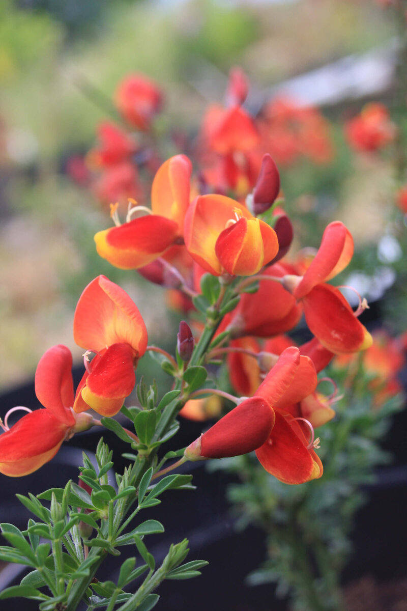 Cytisus praecox Lena