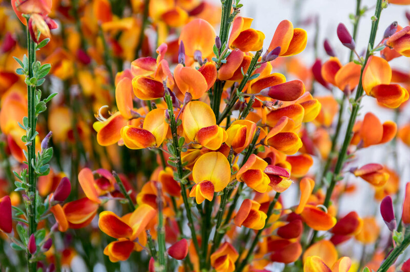 Cytisus praecox Lena