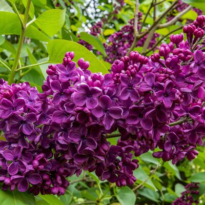 Syringa vulgaris Ludwig Späth