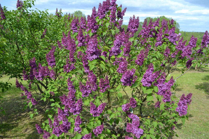 Syringa vulgaris Ludwig Späth