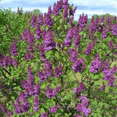 Syringa vulgaris Ludwig Späth