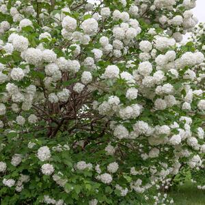 Viburnum opulus Roseum