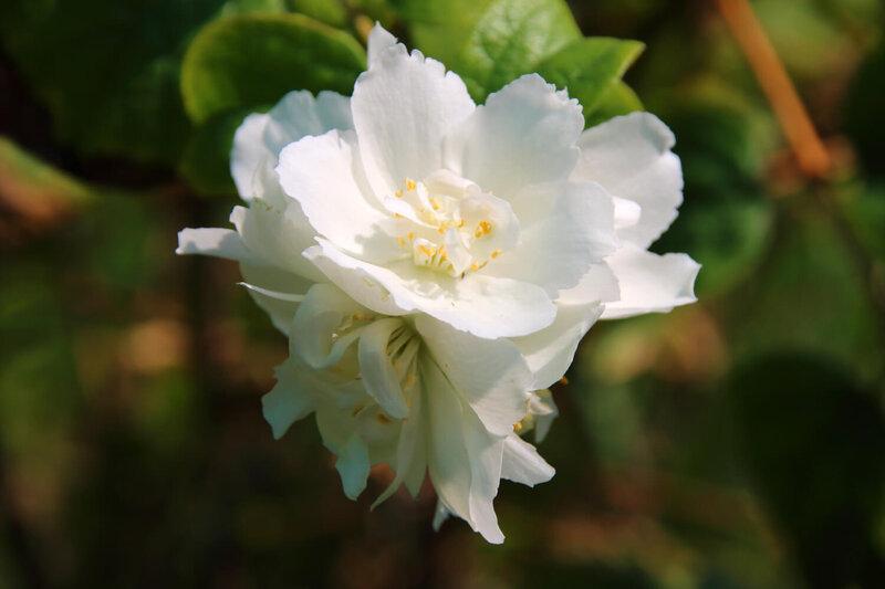 Philadelphus virginalis Schneesturm