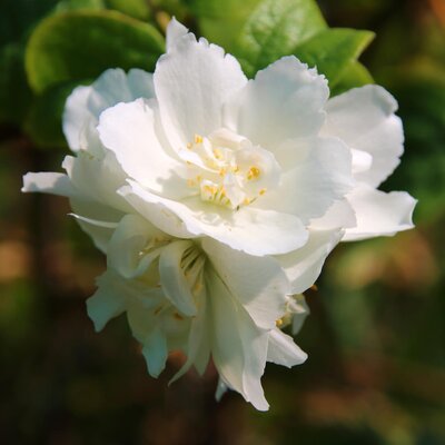 Philadelphus virginalis Schneesturm