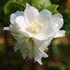 Philadelphus virginalis Schneesturm