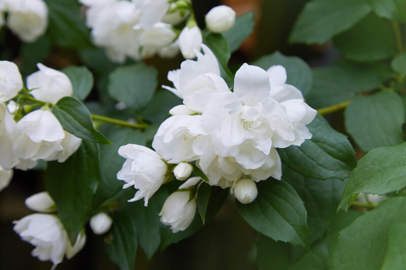 Philadelphus virginalis Schneesturm